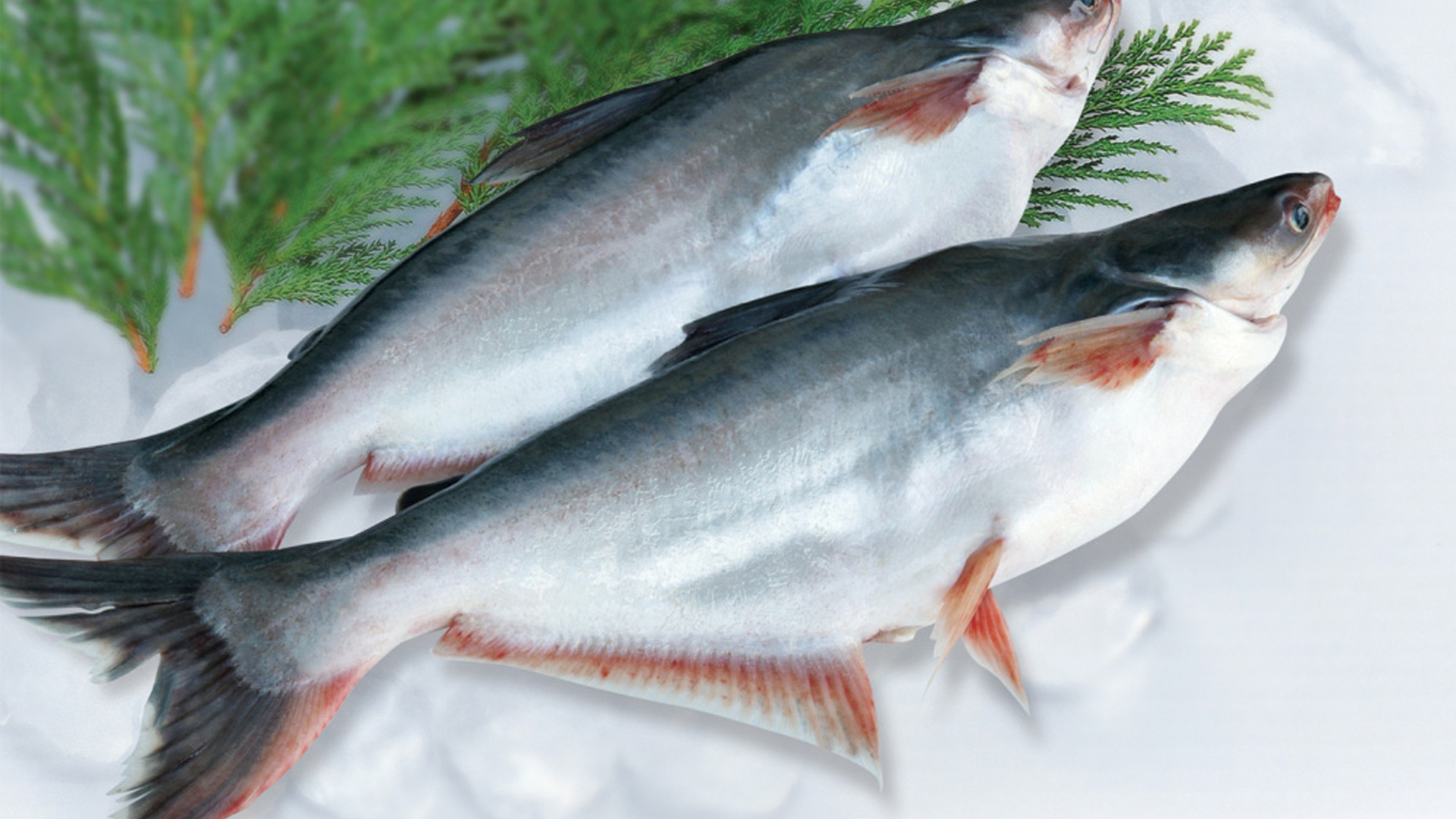 Ảnh minh họa cá tra