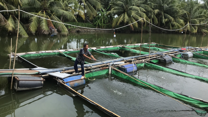 Ông Phương thử nghiệm nuôi cá trong vèo.