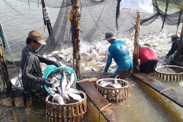 Cùng KOCANA nâng cao giá trị sản phẩm chế biến từ thủy sản VIỆT